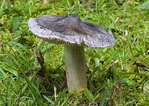 Tricholoma scoides